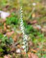 spiranthes spiralis (L.)